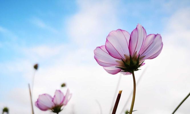 格桑花的花语（探秘藏区国花的美丽与意义）