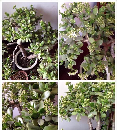 让玉树年年开花，这些方法不可少！（打造宜人的栽培环境，让玉树生长茁壮！）