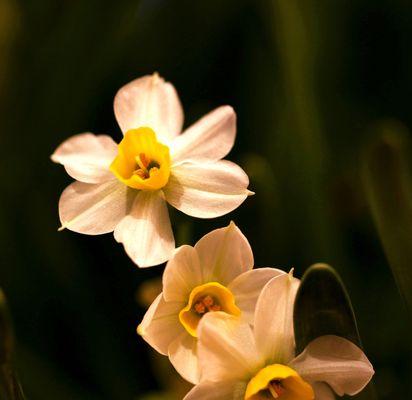 水仙花的象征意义（解读水仙花的深刻寓意）