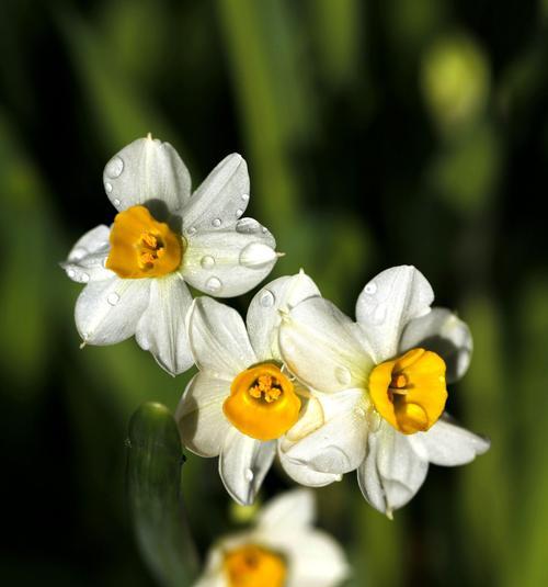 水仙花的象征意义（解读水仙花的深刻寓意）