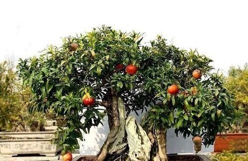 打造家庭果园，盆载果树让你拥有无限果实（从选购到养护，轻松掌握盆载果树的全套技巧）