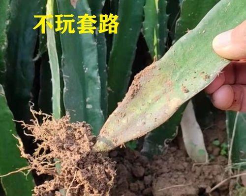 火龙果苗种植全攻略（从选种到收成，完整记录火龙果种植全过程）