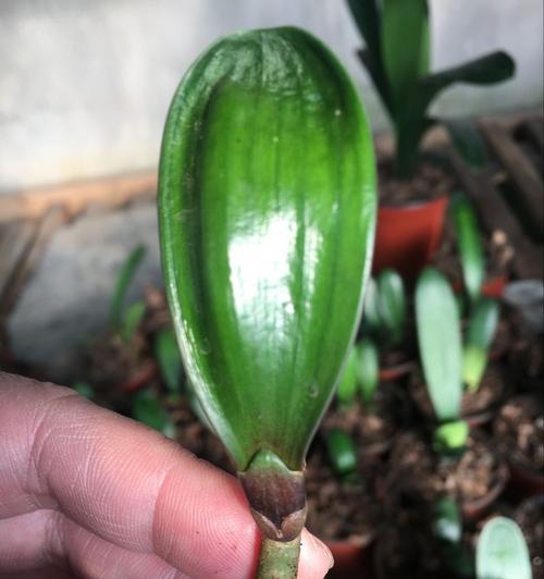 元宝君子兰的养殖方法（打造茂盛花期，从基础养护开始）