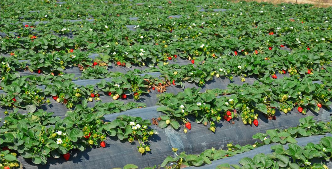 草莓生长环境条件（打造最佳生长环境，让草莓品质更优）