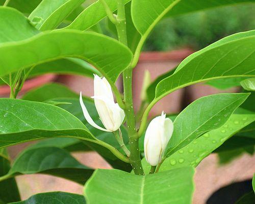 白兰花养护指南（从选购到养护，让你的白兰花健康茁壮）