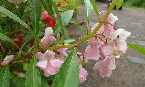 指甲花是什么花的别名？指甲花全面解析