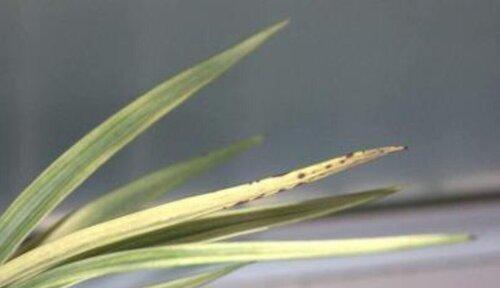兰花叶子上的黑点——病因与防治方法（了解兰花黑斑病，保护你的花园）