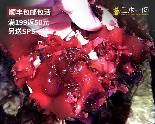 如何有效防治养殖绯牡丹的病虫害（绯牡丹养殖必知的8个病虫害防治方法）
