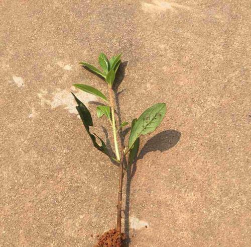 扦插杜鹃花土壤选择（种植杜鹃花须知，土壤质地很关键，最适合的土壤是……）