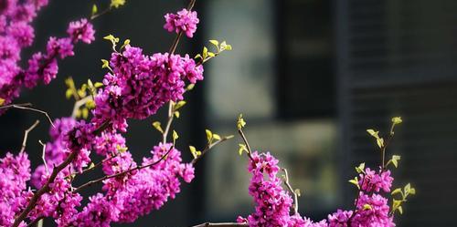 丁香与紫荆花的区别（解析丁香和紫荆花的异同点）