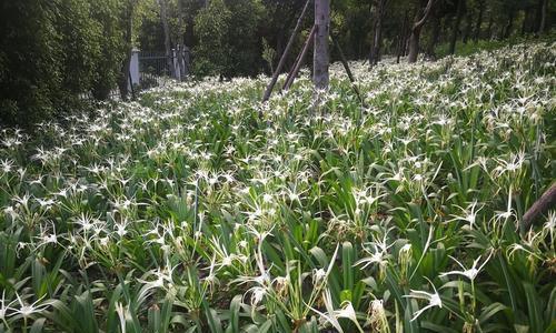 水鬼蕉的养殖方法（打造居家绿化的好选择）