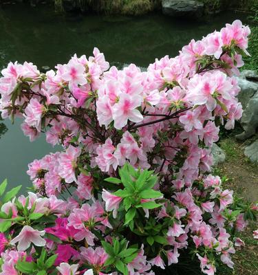 杜鹃花开花时间及开花次数（一年开几次花？最适宜种植时间是什么？）