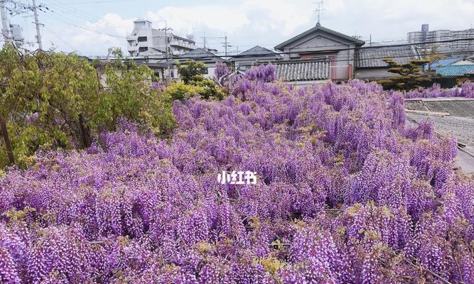 室内紫藤的种植方法（打造室内绿色空间，让紫藤为你点缀）