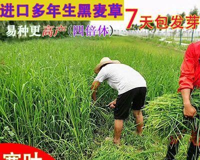 黑麦草种子的种植方法（详细介绍黑麦草种子的选购、准备和种植过程）