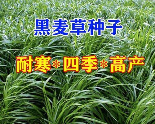 黑麦草种子的种植方法（详细介绍黑麦草种子的选购、准备和种植过程）