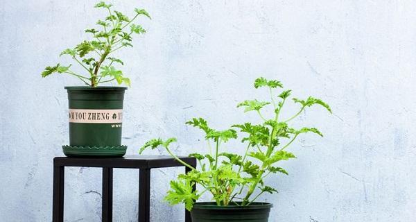 室内驱蚊植物大揭秘（挑选最佳植物，远离蚊虫）