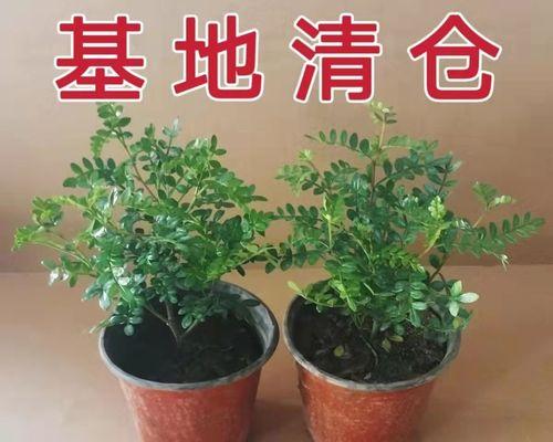 室内驱蚊植物大揭秘（挑选最佳植物，远离蚊虫）