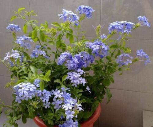 蓝雪花的花期与欣赏（深入了解蓝雪花的开花时间，欣赏这个季节的美丽）