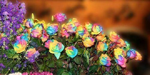 彩虹玫瑰的种植技巧（如何养护一株健康的彩虹玫瑰？）