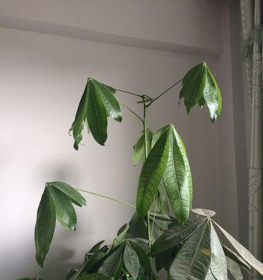 冬天发财树叶子发蔫下垂，如何救活？（冬季养护技巧、修剪方法、施肥注意事项）