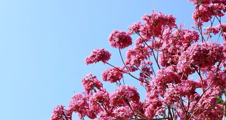 紫花风铃木的花期及生长特点（了解紫花风铃木的生长周期和美丽之处）