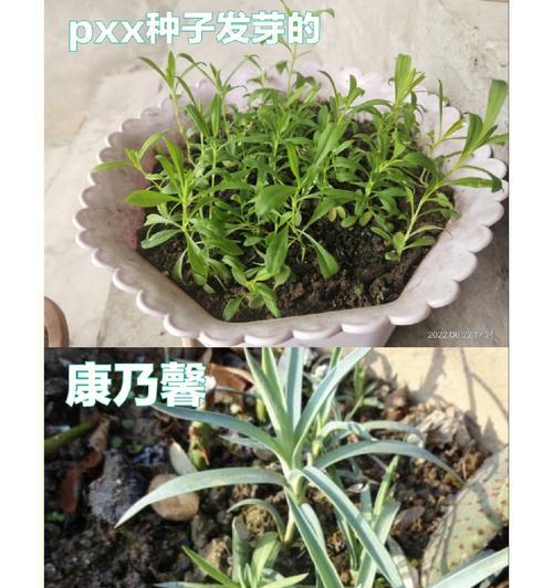 康乃馨种子的种植方法（如何用最简单的方法种出美丽的康乃馨）