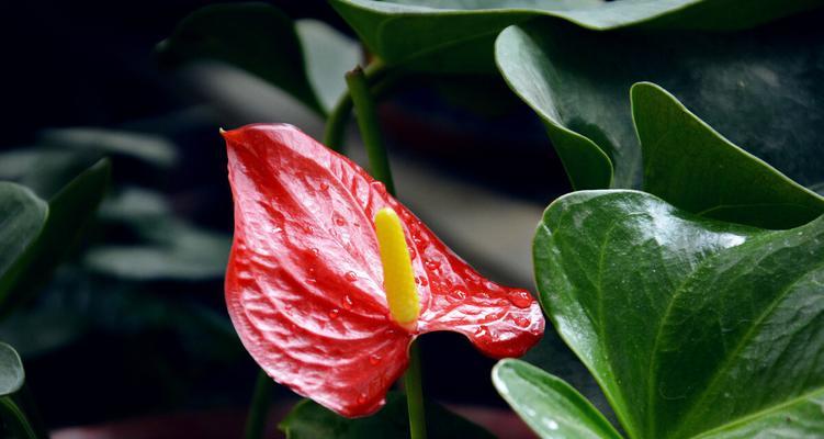 鹅掌花繁殖全攻略（如何让鹅掌花生根发芽？）