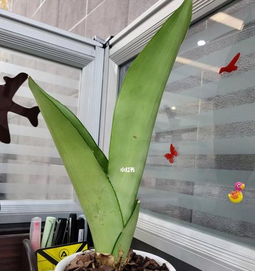 冬天虎皮兰叶插繁殖技巧（掌握方法，让花园更美丽）