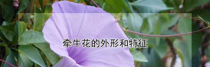 牵牛花的特点（探秘牵牛花的花语与文化底蕴）