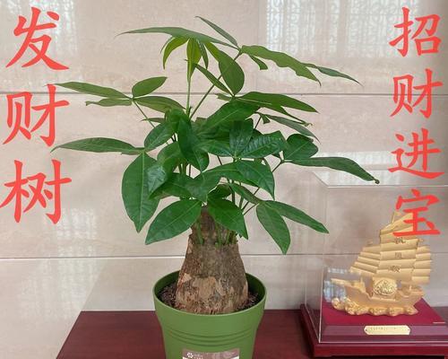 客厅里适合摆放的植物（让你家更有生机的8种植物）