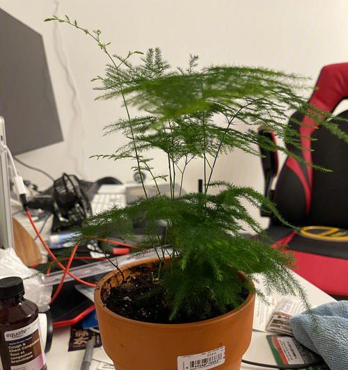 客厅里适合摆放的植物（让你家更有生机的8种植物）