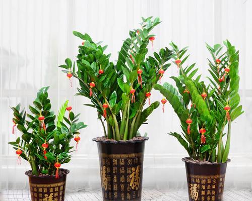 客厅里适合摆放的植物（让你家更有生机的8种植物）