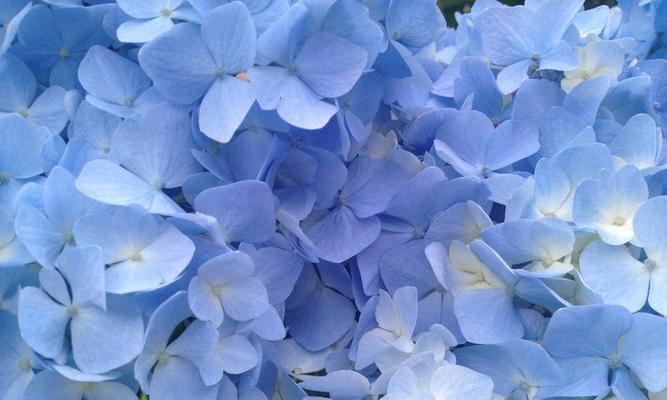 蓝色绣球花的意义（探寻蓝色绣球花的美丽与哲学）