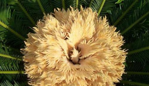 巴西铁树开花的神奇征兆（探秘巴西铁树开花的传说和迷信，解读其科学原理与文化意义）