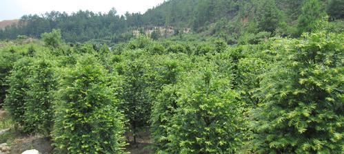 红豆杉树苗栽培全攻略（从选苗到养护，让你轻松打造自家绿色生态园）