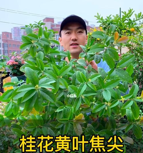 揭秘桂花黄叶原因（为何桂花树总是病叶萎黄？）