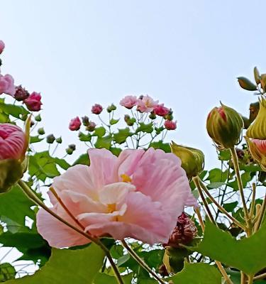 芙蓉花的神秘色彩（探寻芙蓉花色彩变化的奥秘）