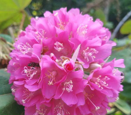 芙蓉花的神秘色彩（探寻芙蓉花色彩变化的奥秘）