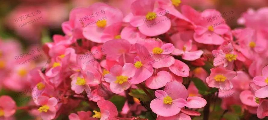 四季海堂花迁殖技巧（让你的花园始终盛开）
