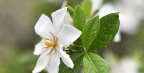 栀子花香味的毒性分析（探究栀子花香味的危害及安全使用方法）