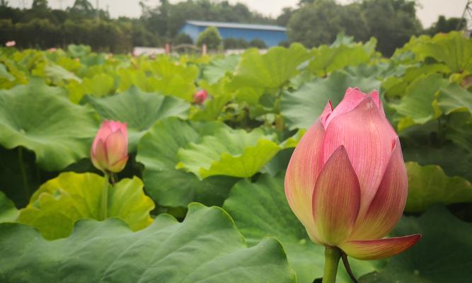 荷花的花期和魅力（探秘荷花的盛开时节和花海奇观）