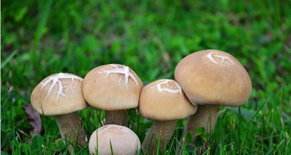蘑菇大全——认识各类蘑菇（从口感到营养，了解蘑菇的世界）