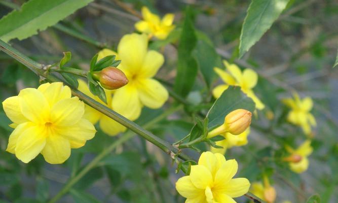 茉莉嫁接迎春花的探讨（茉莉与迎春花的完美结合，为你打造极致花园）