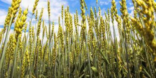 冬小麦与春小麦的区别（从种植时间、生长周期、产量和适应环境等方面进行对比）