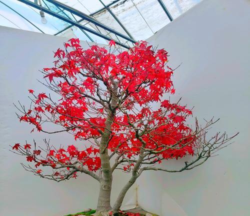 四季红枫盆景的养护（从萌芽到成长，让你的红枫更美丽）