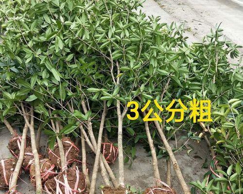 四季桂花树怎么养才长得好（如何让四季桂花树在不同季节都开得香艳）