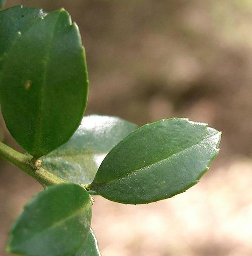 大叶黄杨叶植物的栽培和养护（打造绿色空间，让生活更美好）