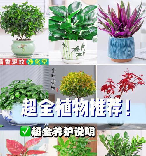 观叶植物的正确养护方法（打造健康美丽的绿色生活）