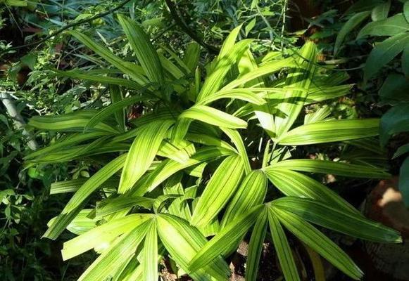 棕竹养殖详解（掌握方法，轻松种出健康的棕竹）