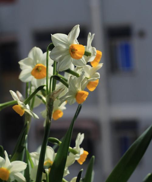 水仙花开放时间及其特点（了解水仙花开放时间，更好地欣赏美丽的花朵）